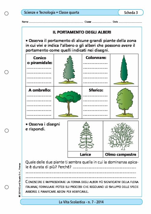 Il portamento degli alberi | Giunti Scuola Il portamento degli alberi | Giunti Scuola