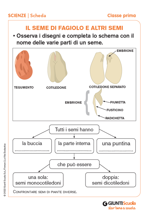 Il seme di fagiolo e altri semi | Giunti Scuola