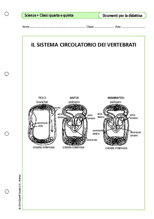 Il sistema circolatorio dei vertebrati | Giunti Scuola Il sistema circolatorio dei vertebrati | Giunti Scuola