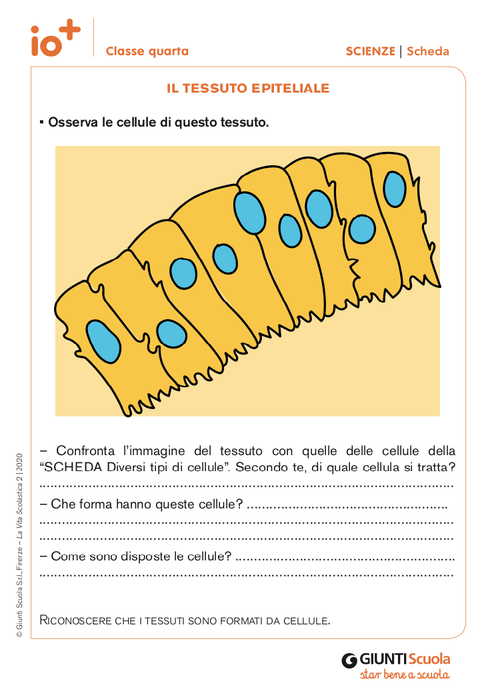 Il tessuto epiteliale | Giunti Scuola Il tessuto epiteliale | Giunti Scuola