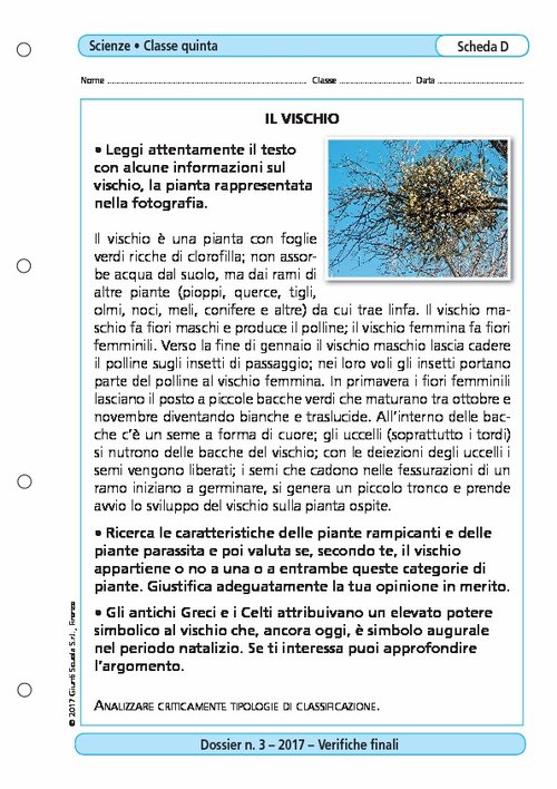 Il vischio | Giunti Scuola Il vischio | Giunti Scuola