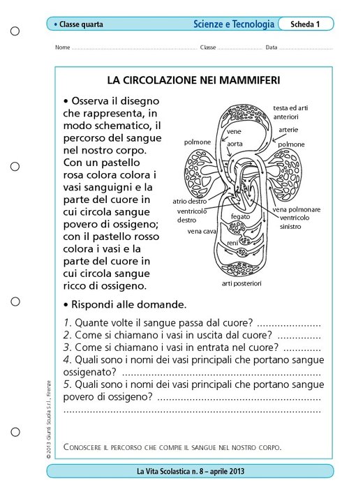 La circolazione nei mammiferi | Giunti Scuola La circolazione nei mammiferi | Giunti Scuola
