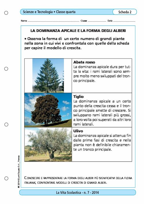La dominanza apicale e la forma degli alberi | Giunti Scuola La dominanza apicale e la forma degli alberi | Giunti Scuola