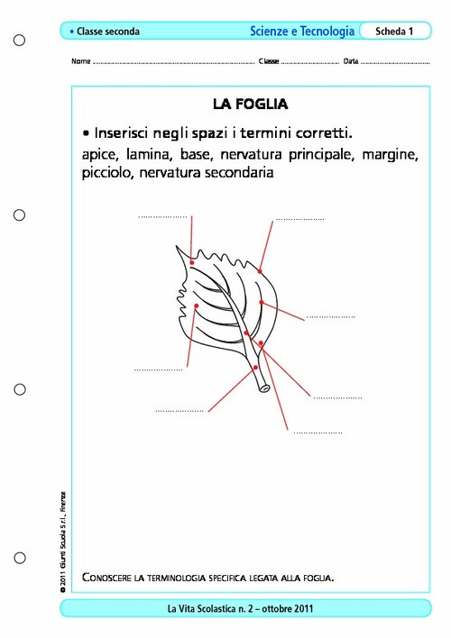 La foglia | Giunti Scuola La foglia | Giunti Scuola