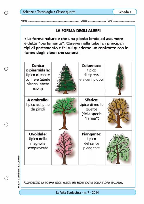 La forma degli alberi | Giunti Scuola La forma degli alberi | Giunti Scuola
