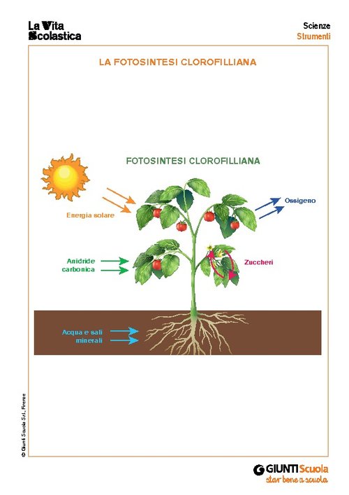 La fotosintesi clorofilliana | Giunti Scuola La fotosintesi clorofilliana | Giunti Scuola