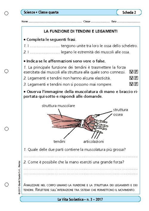 La funzione di tendini e legamenti | Giunti Scuola La funzione di tendini e legamenti | Giunti Scuola
