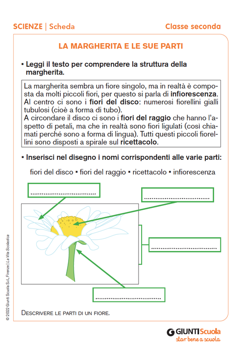 La margherita e le sue parti | Giunti Scuola La margherita e le sue parti | Giunti Scuola
