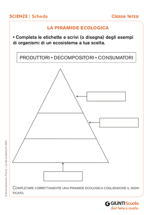 La piramide ecologica | Giunti Scuola La piramide ecologica | Giunti Scuola