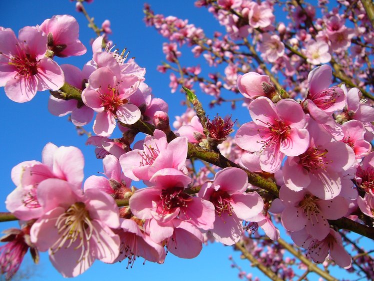 La poesia è un pezzo di cielo. Idee e proposte per la giornata internazionale del 21 marzo | Giunti Scuola La poesia è un pezzo di cielo. Idee e proposte per la giornata internazionale del 21 marzo | Giunti Scuola