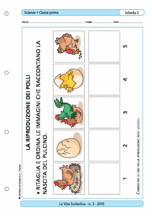 La riproduzione dei polli | Giunti Scuola La riproduzione dei polli | Giunti Scuola