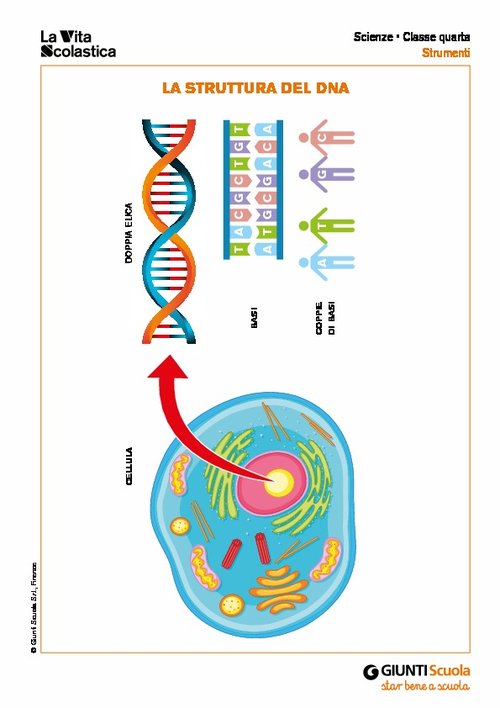La struttura del DNA | Giunti Scuola La struttura del DNA | Giunti Scuola