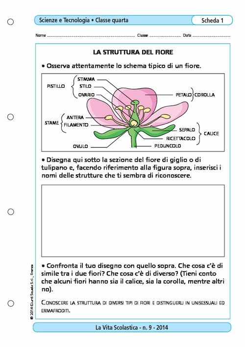 La struttura del fiore | Giunti Scuola La struttura del fiore | Giunti Scuola