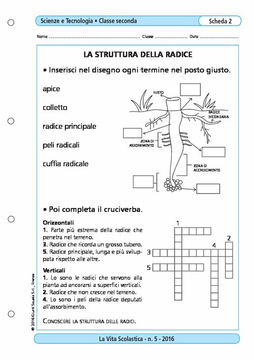 La struttura della radice | Giunti Scuola La struttura della radice | Giunti Scuola