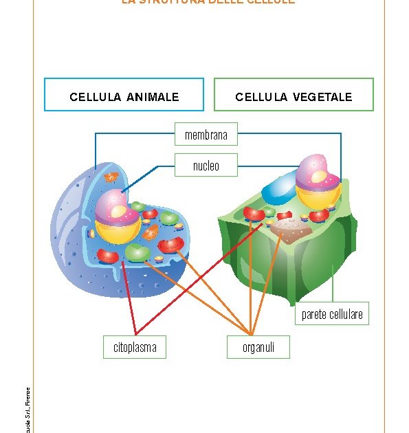 Schema Della Cellula Animale 7a Elementare Components Of Eukaryotic