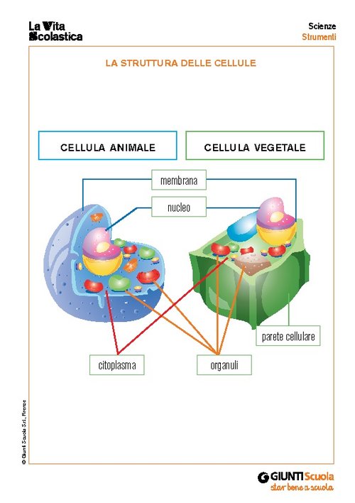 La struttura delle cellule | Giunti Scuola La struttura delle cellule | Giunti Scuola