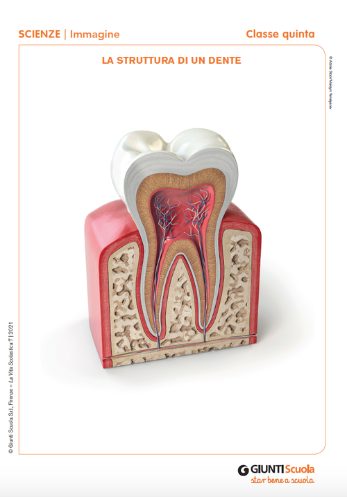 La struttura di un dente/1 | Giunti Scuola