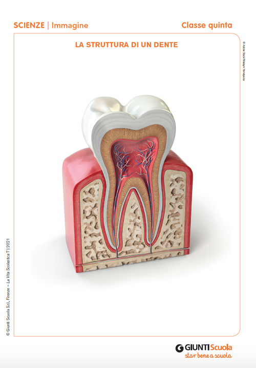 La struttura di un dente/1 | Giunti Scuola La struttura di un dente/1 | Giunti Scuola