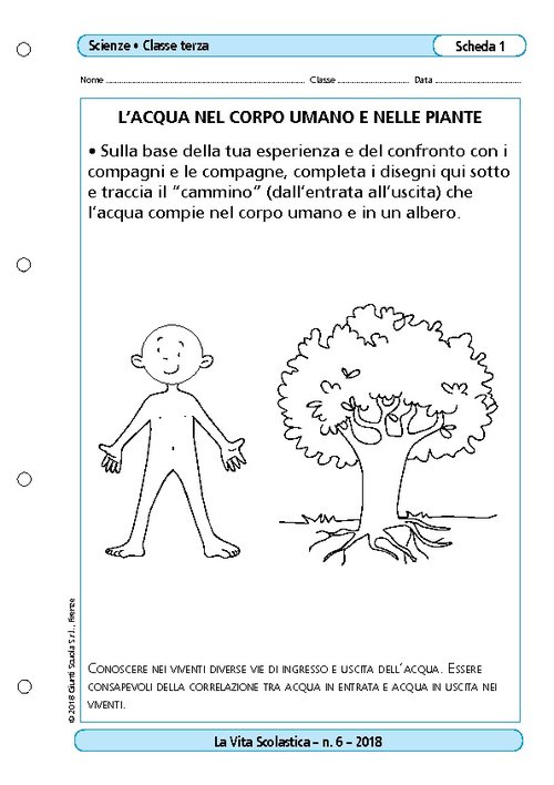L’acqua nel corpo umano e nelle piante | Giunti Scuola L’acqua nel corpo umano e nelle piante | Giunti Scuola