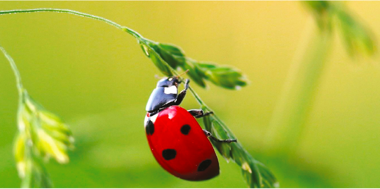 L'angolo del gioco | Attrazioni in giardino | Giunti Scuola L'angolo del gioco | Attrazioni in giardino | Giunti Scuola