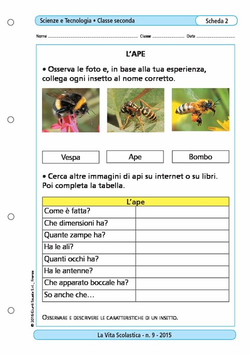 L'ape | Giunti Scuola