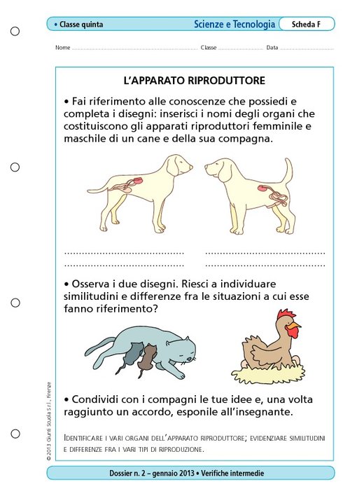 L'apparato riproduttore | Giunti Scuola L'apparato riproduttore | Giunti Scuola