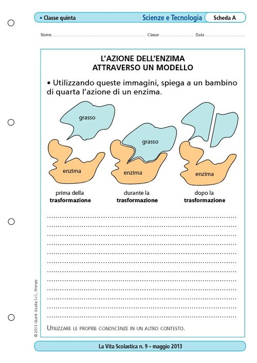 L'azione dell'enzima attraverso un modello | Giunti Scuola L'azione dell'enzima attraverso un modello | Giunti Scuola
