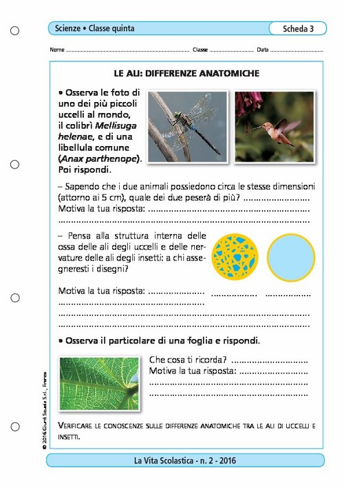 Le ali: differenze anatomiche | Giunti Scuola