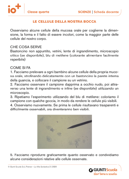 Le cellule della nostra bocca | Giunti Scuola Le cellule della nostra bocca | Giunti Scuola