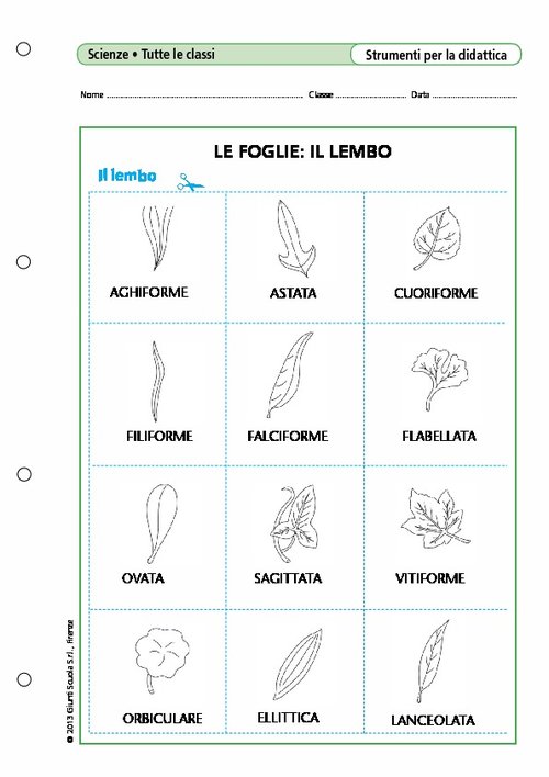 Le foglie: il lembo | Giunti Scuola Le foglie: il lembo | Giunti Scuola
