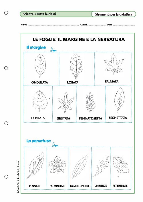 Le foglie: il margine e la nervatura | Giunti Scuola Le foglie: il margine e la nervatura | Giunti Scuola