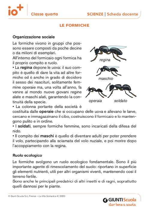 Le formiche | Giunti Scuola Le formiche | Giunti Scuola