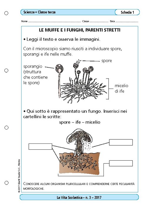 Le muffe e i funghi, parenti stretti | Giunti Scuola