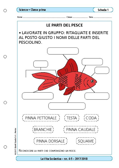 Le parti del pesce | Giunti Scuola Le parti del pesce | Giunti Scuola