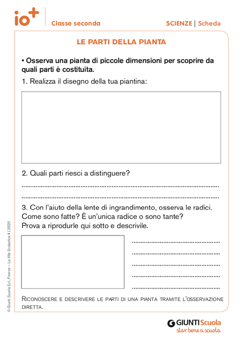 Le parti della pianta | Giunti Scuola Le parti della pianta | Giunti Scuola