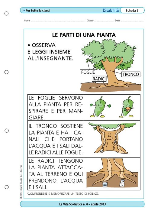 Le parti di una pianta | Giunti Scuola Le parti di una pianta | Giunti Scuola