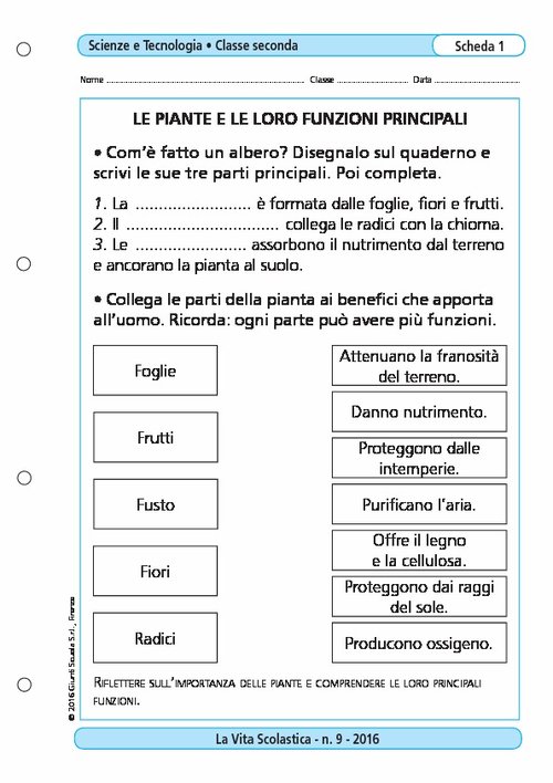Le piante e le loro funzioni principali | Giunti Scuola
