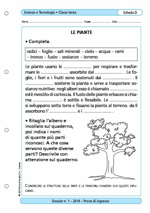 Le piante | Giunti Scuola Le piante | Giunti Scuola