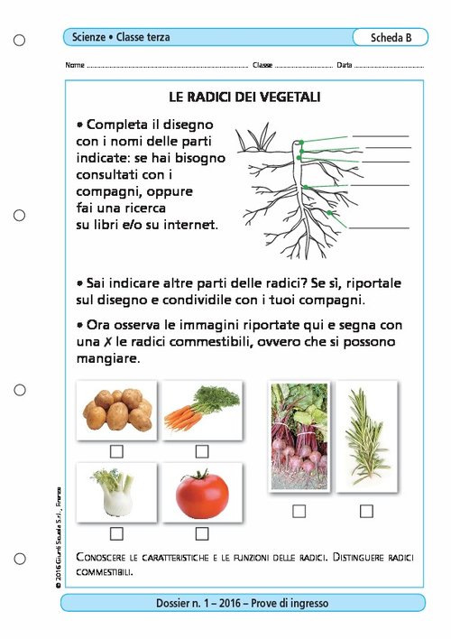 Le radici dei vegetali | Giunti Scuola Le radici dei vegetali | Giunti Scuola