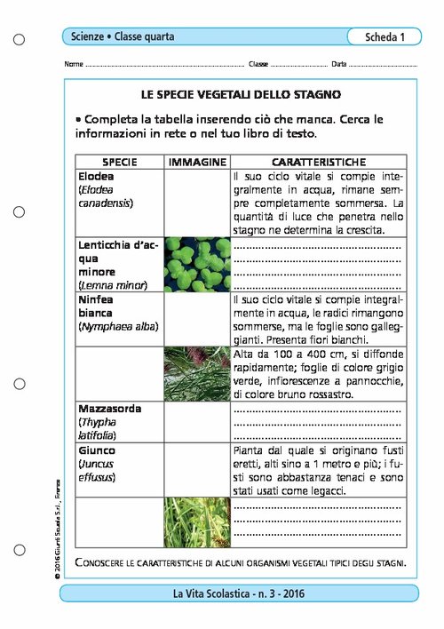 Le specie vegetali dello stagno | Giunti Scuola Le specie vegetali dello stagno | Giunti Scuola