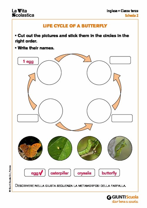 Life cycle of a butterfly | Giunti Scuola