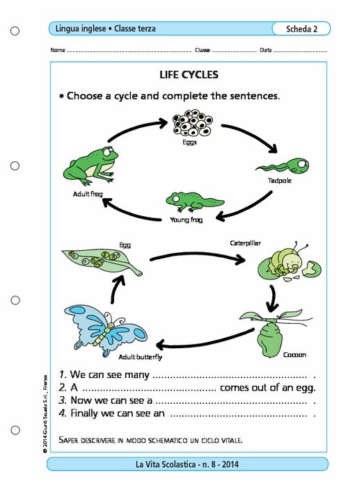 Life cycles | Giunti Scuola Life cycles | Giunti Scuola
