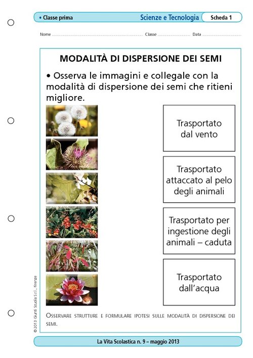 Modalità di dispersione dei semi | Giunti Scuola Modalità di dispersione dei semi | Giunti Scuola