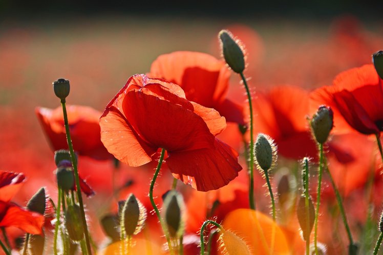 Nati per la libertà, idee e spunti per il 25 aprile | Giunti Scuola