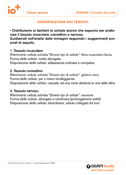 Osservazione dei tessuti | Giunti Scuola Osservazione dei tessuti | Giunti Scuola