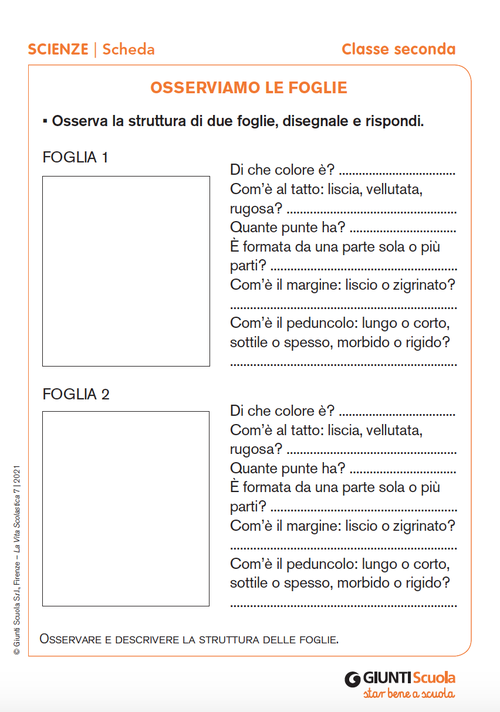 Osserviamo le foglie | Giunti Scuola Osserviamo le foglie | Giunti Scuola