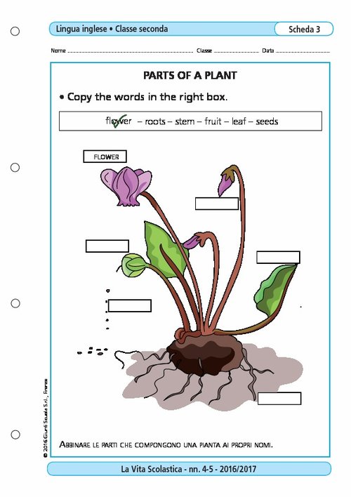 Parts of a plant | Giunti Scuola Parts of a plant | Giunti Scuola