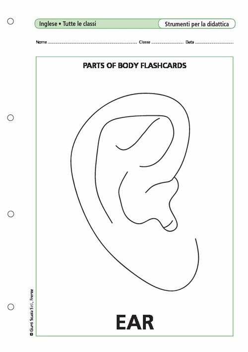 Parts of body Flashcards | Giunti Scuola Parts of body Flashcards | Giunti Scuola