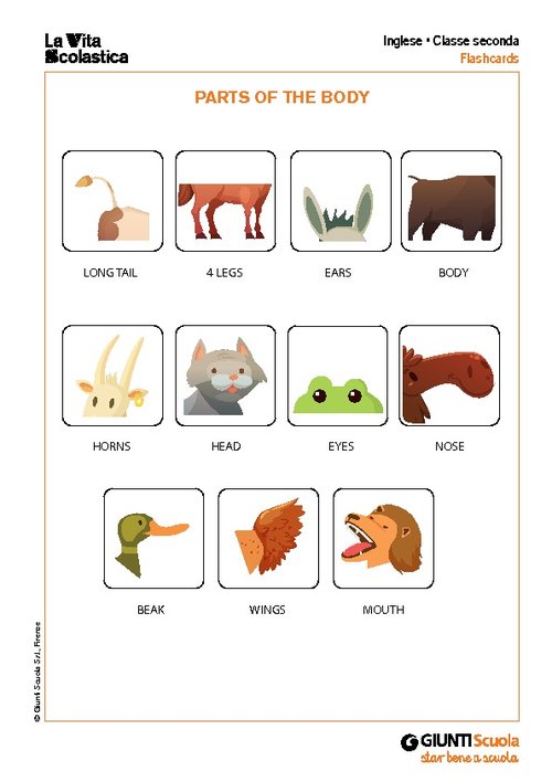 Parts of the body | Giunti Scuola Parts of the body | Giunti Scuola