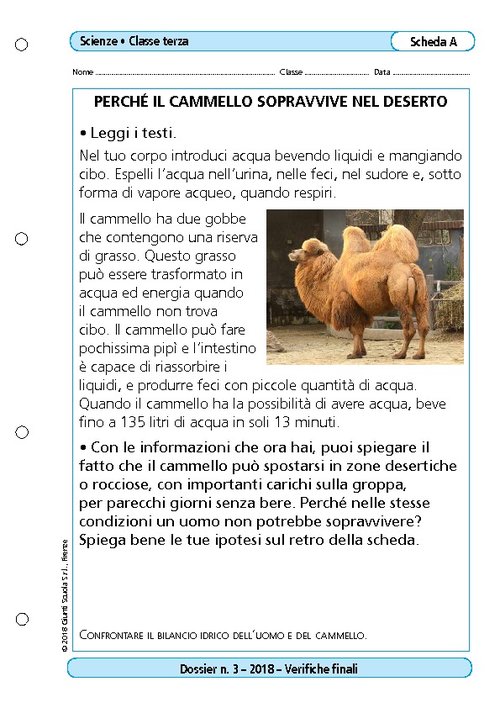Perché il cammello sopravvive nel deserto | Giunti Scuola Perché il cammello sopravvive nel deserto | Giunti Scuola